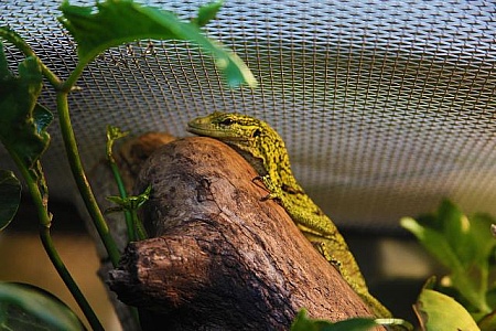 https://freerangestock.com/thumbnail/17076/green-lizard-in-a-tree.jpg