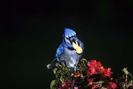 153 Blue Cardinal Jay Stock Photos - Free & Royalty-Free Stock