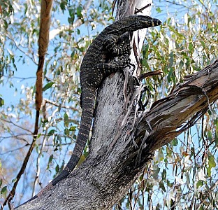 Free lizard trap stock photos. Download the best free lizard trap images at  Freerange Stock.