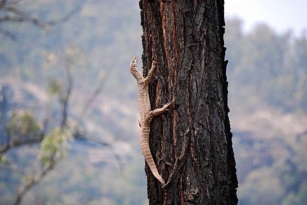 Free lizard trap stock photos. Download the best free lizard trap images at  Freerange Stock.