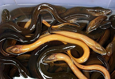 Free eels stock photos. Download the best free eels images at