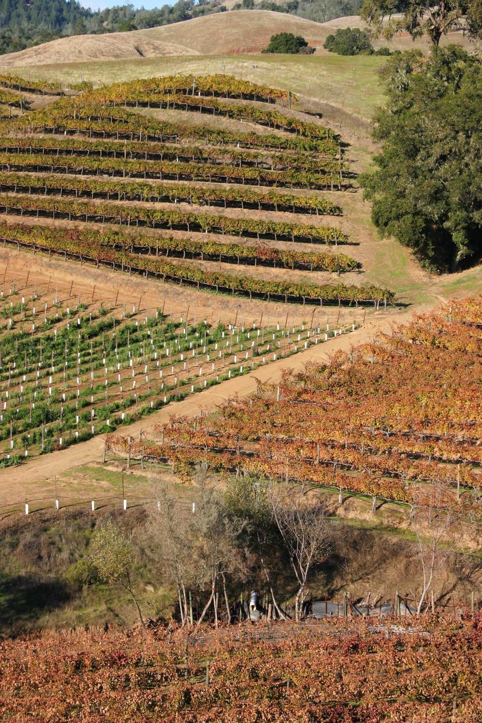 Free Image of planting agriculture grape vine california sonoma fall hillside hills trees vineyard crop road field 
