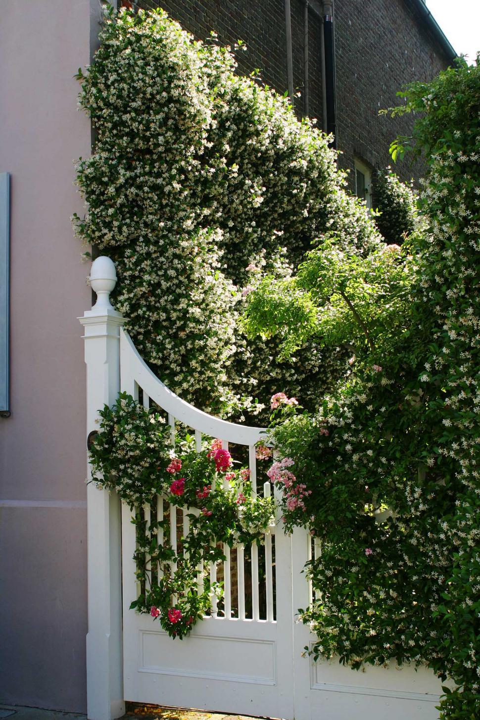 Free Image of vines and gate 