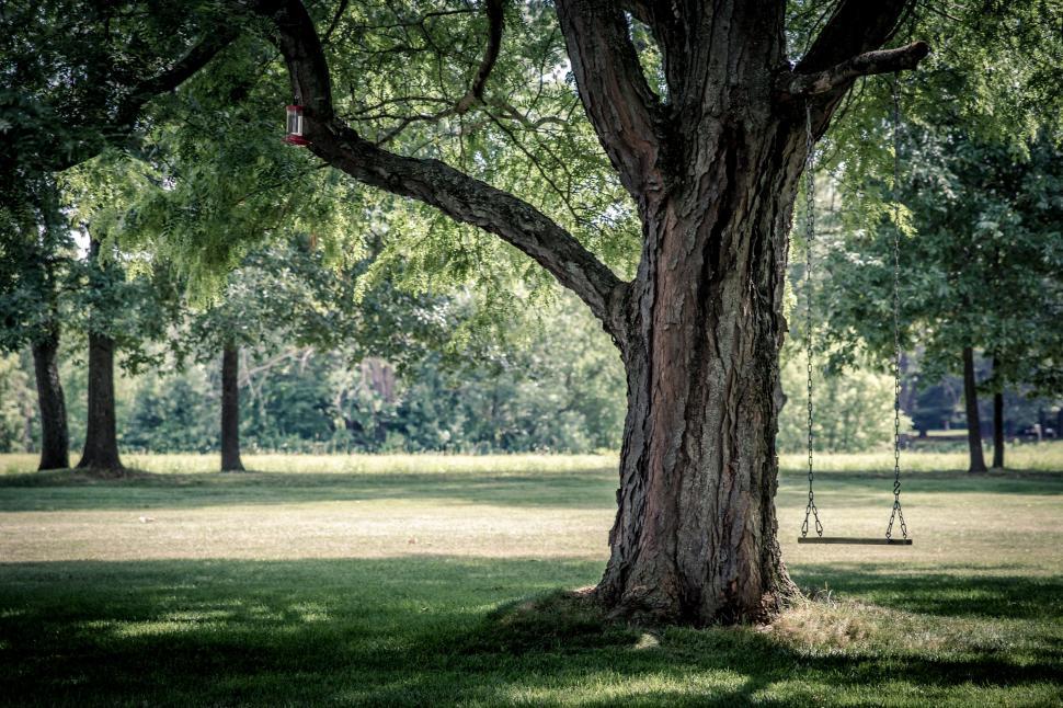 Free Image of Tree With a Swing in the Middle 