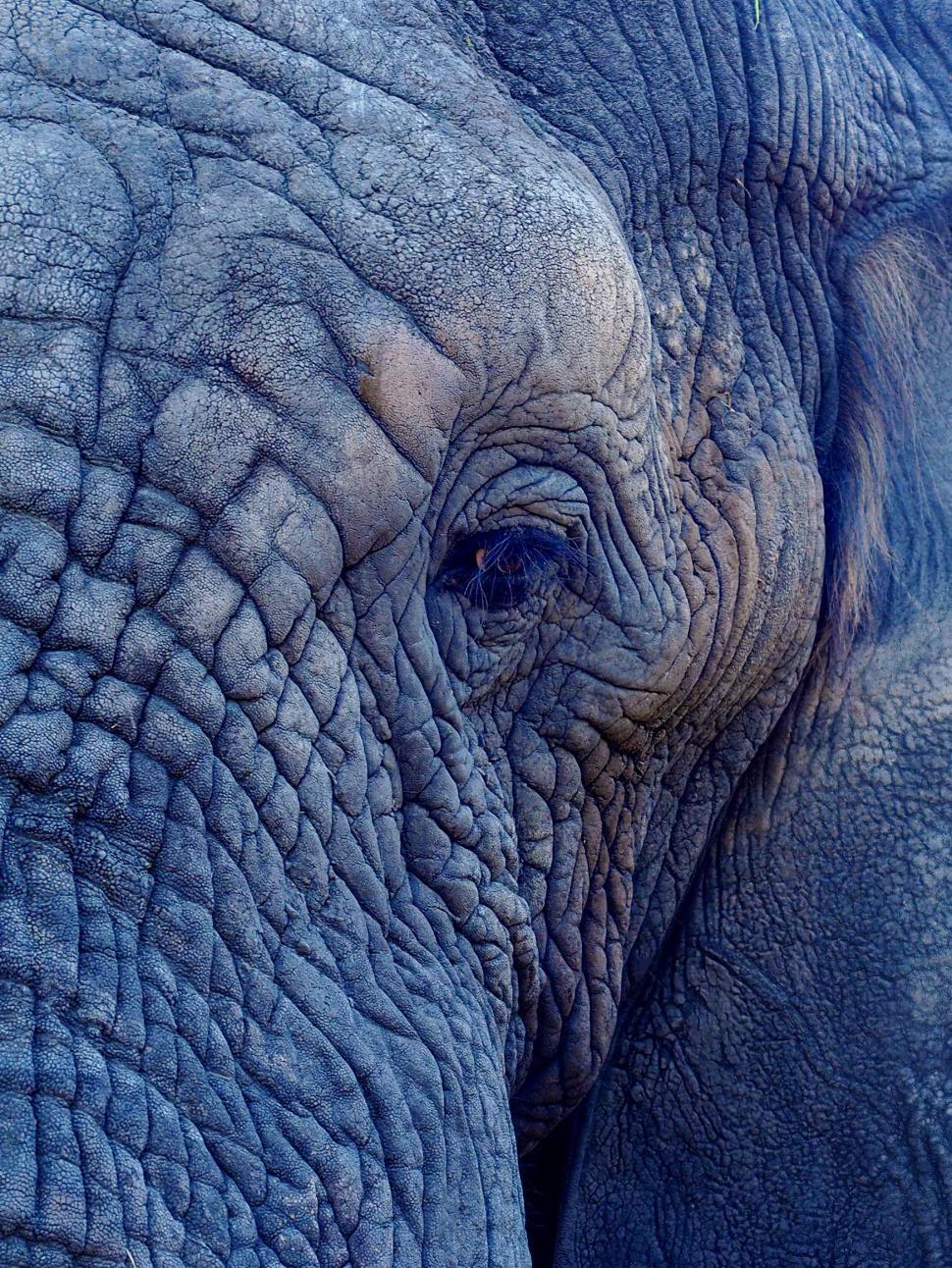 Free Image of Close Up View of an Elephants Face 