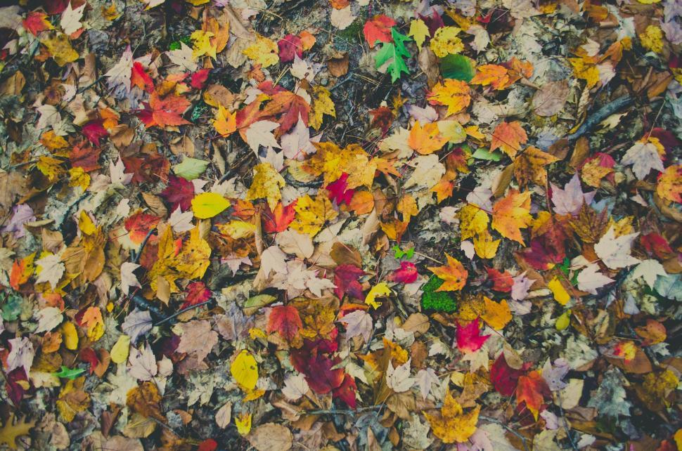 Free Image of Pile of Fallen Leaves on Ground 
