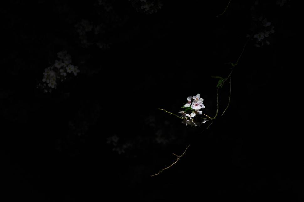 Free Image of Flower Blossoming in Darkness 