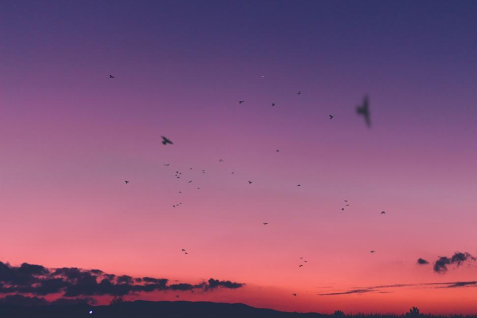 Free Image of A Flock of Birds Flying in the Sky at Sunset 