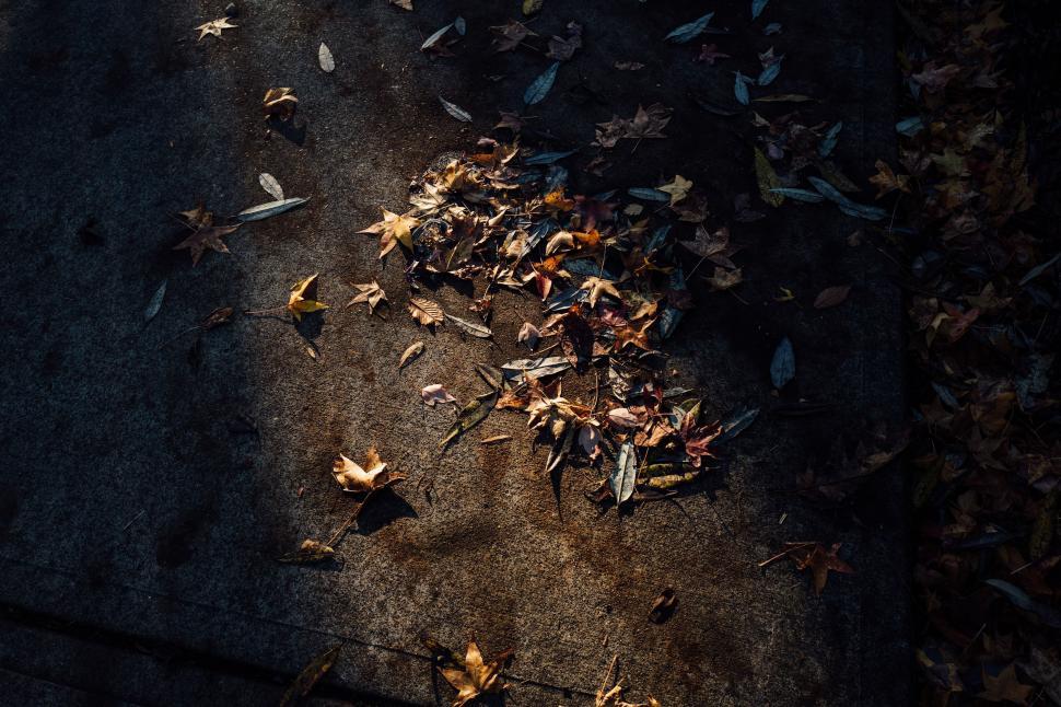 Free Image of Pile of Fallen Leaves on Ground 