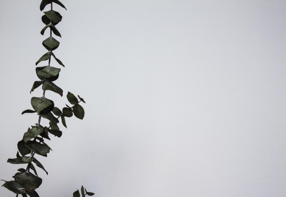 Free Image of Tall Plant With Abundant Leaves 