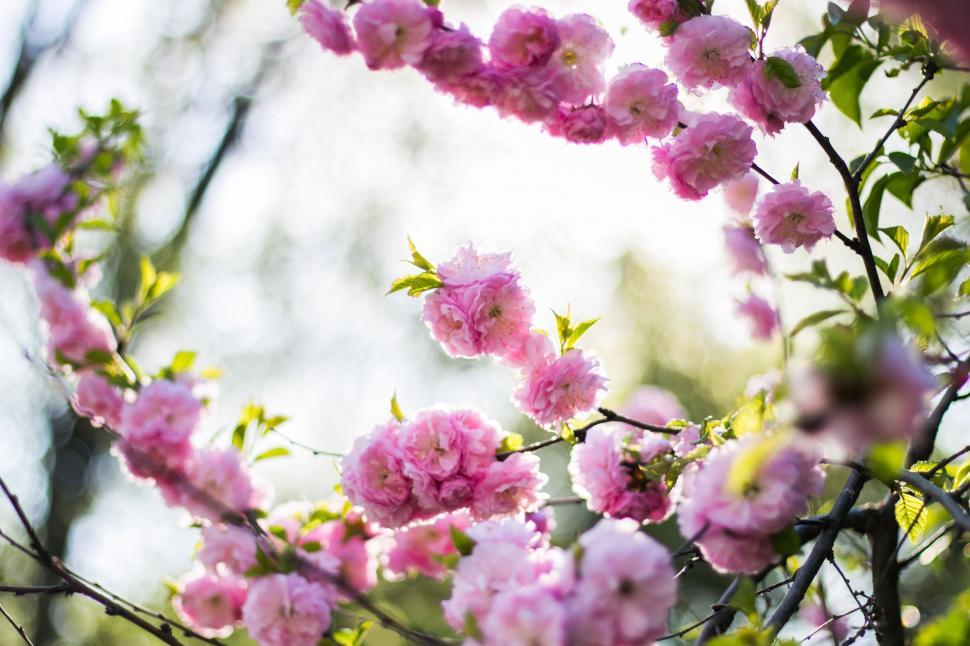 Free Image of Flowers Blooming on Tree Branches 