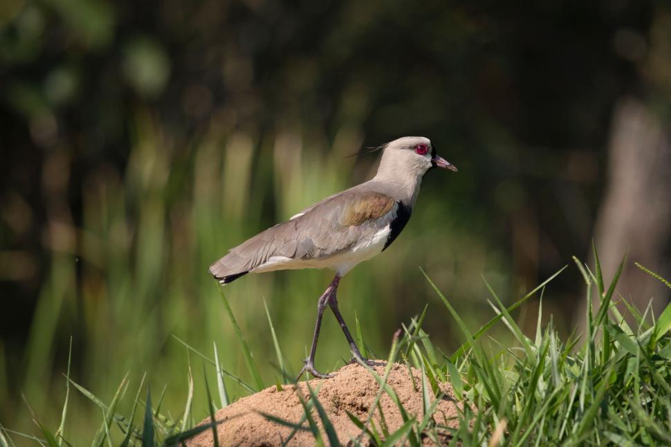 Free Image of Bird Standing on Rock in Grass 