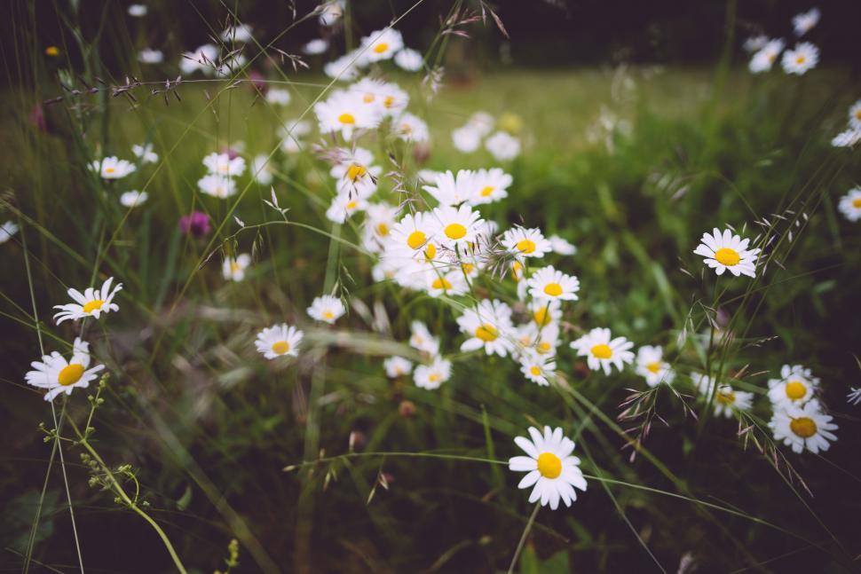 Free Image of A Bunch of Daisies in a Field of Grass 