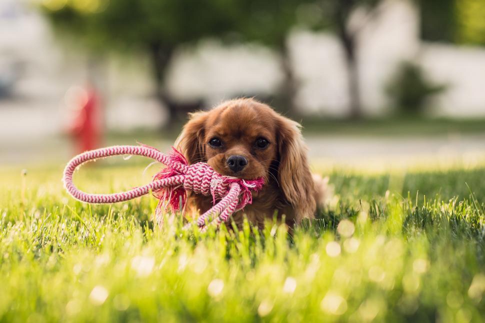 Free Image of Small Brown Dog Holding Pink Rope 