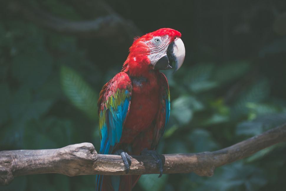 Free Image of Red and Blue Parrot Sitting on Top of a Tree Branch 