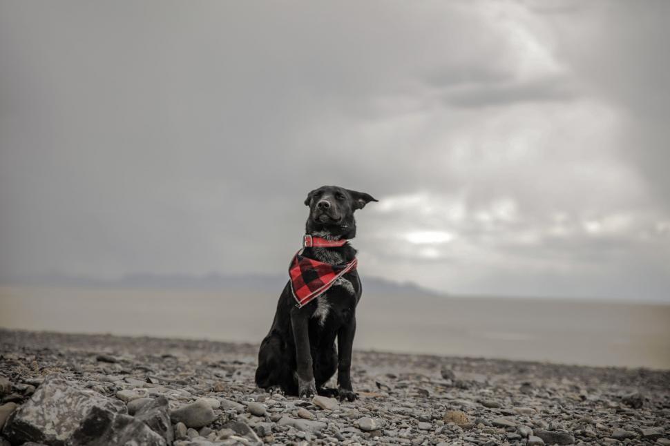 Free Image of Black Dog Sitting on Rocky Beach 