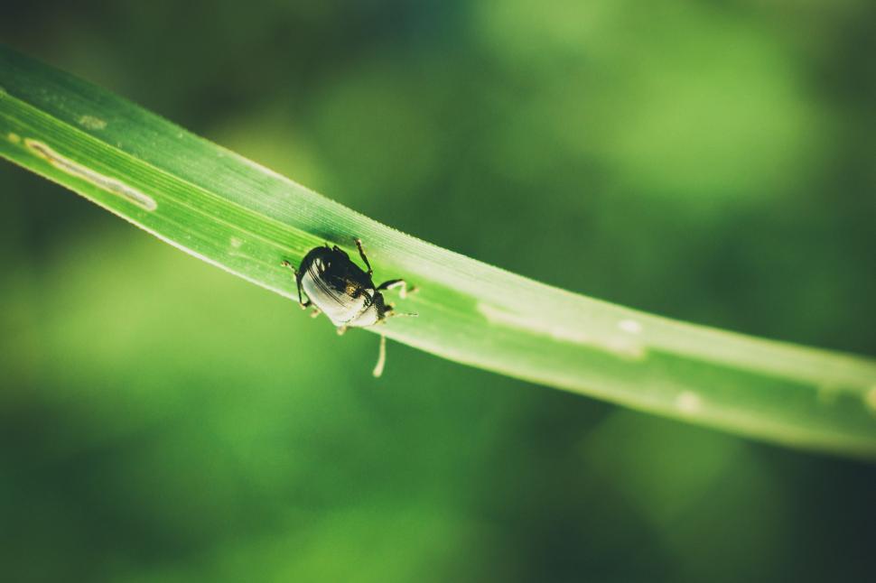 Free Image of Bug Sitting on Green Leaf 