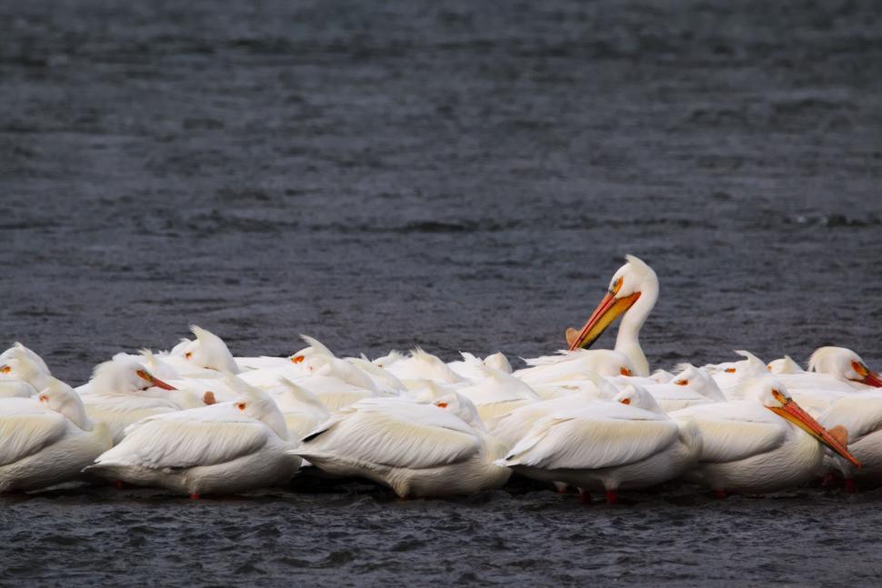 Free Image of Group of Pelicans Floating on Body of Water 