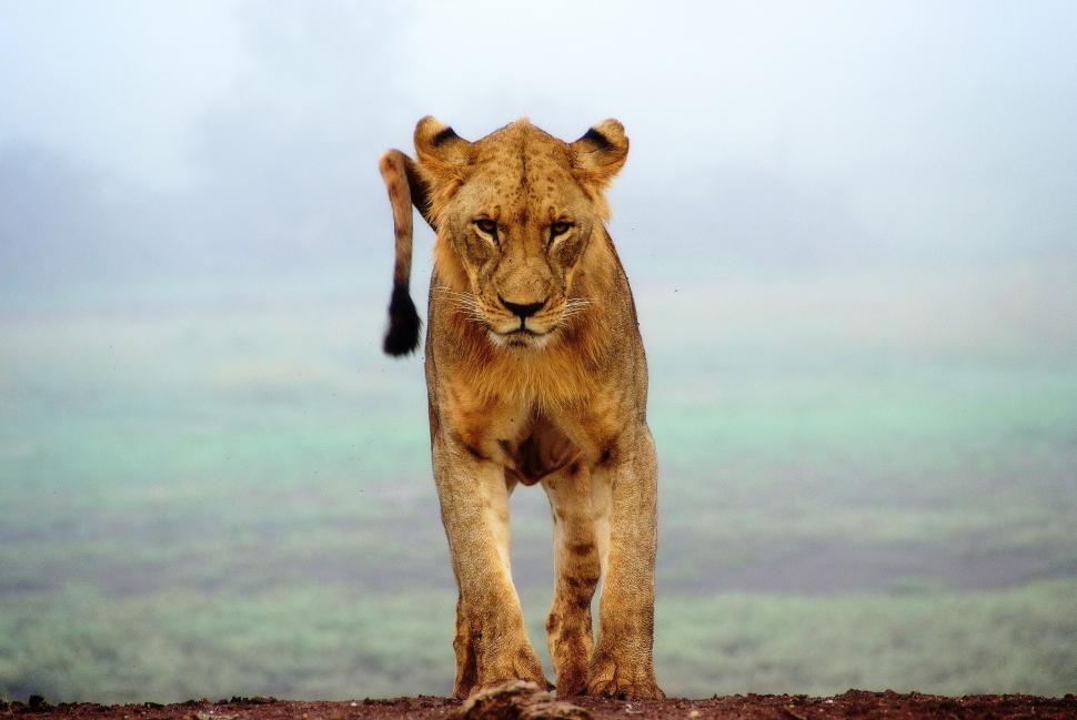 Free Image of Lion Standing on Top of a Dirt Hill 