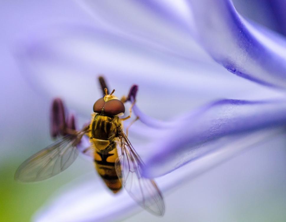 Free Image of Bee Pollinating Flower 