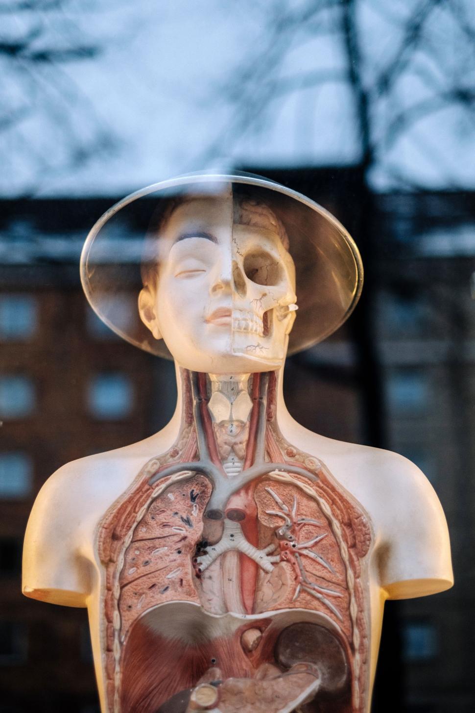 Free Image of Mannequin Wearing Hat Holding Human Body 