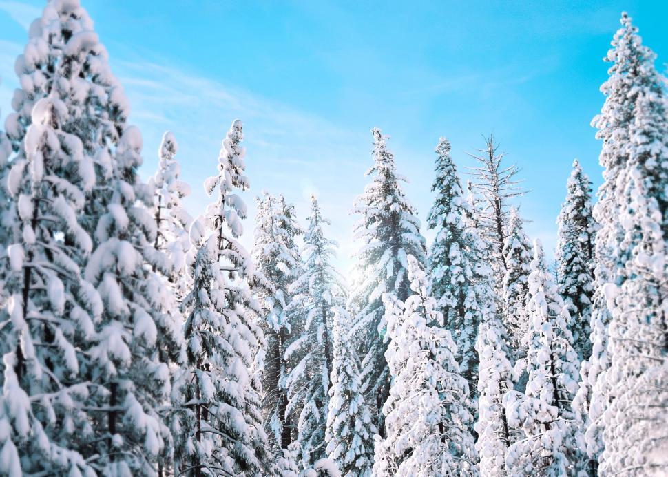 Free Image of Snow Covered Forest With Trees Covered in Snow 