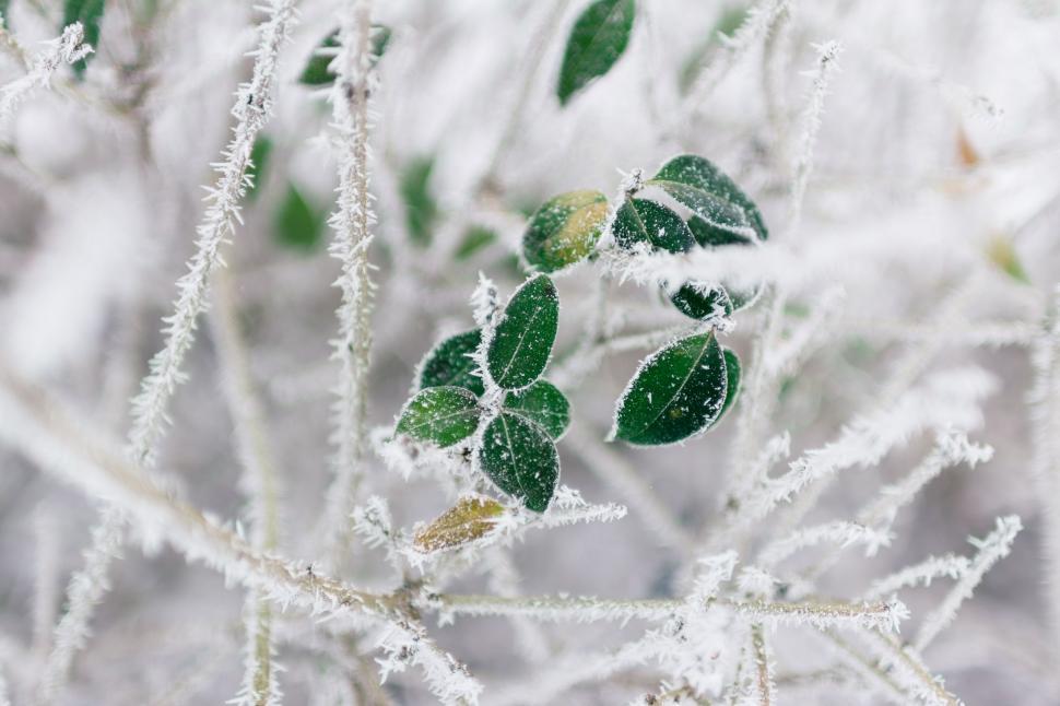 Free Image of Frozen Plant Close Up 