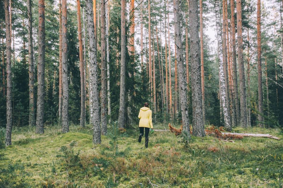 Free Image of Person Standing in the Middle of a Forest 