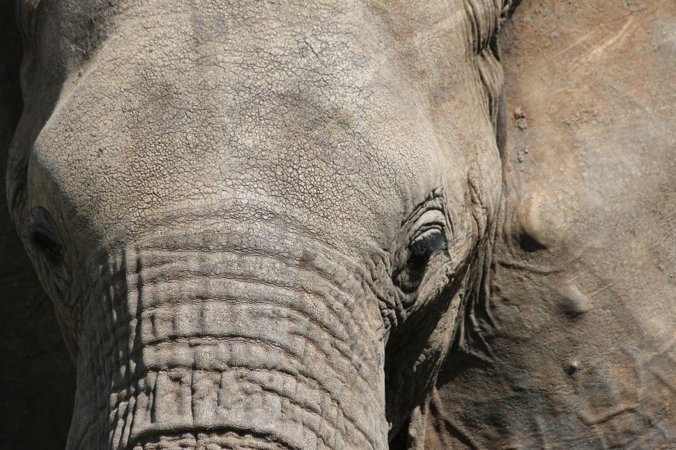 Free Image of Close Up of an Elephants Face 