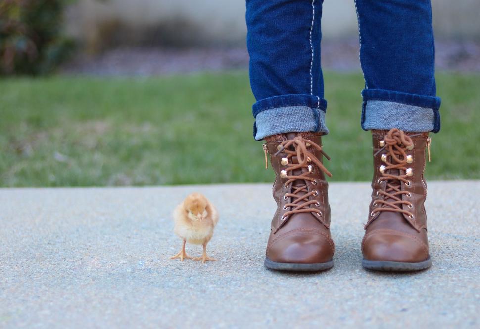 Free Image of Small Bird Next to Brown Boots 