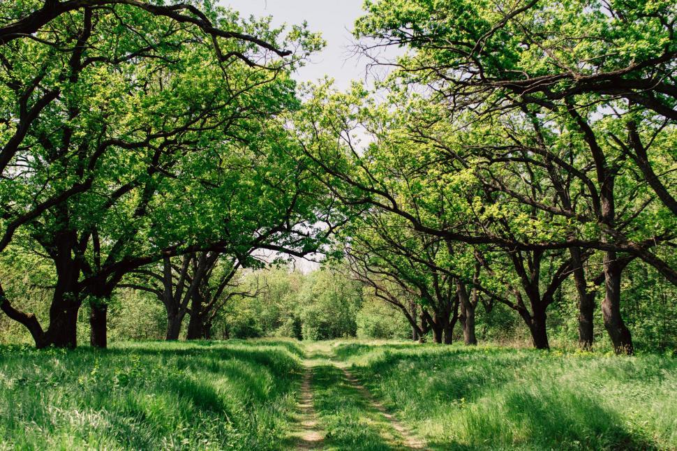 Free Image of Dirt Path Cutting Through Grassy Field With Trees 