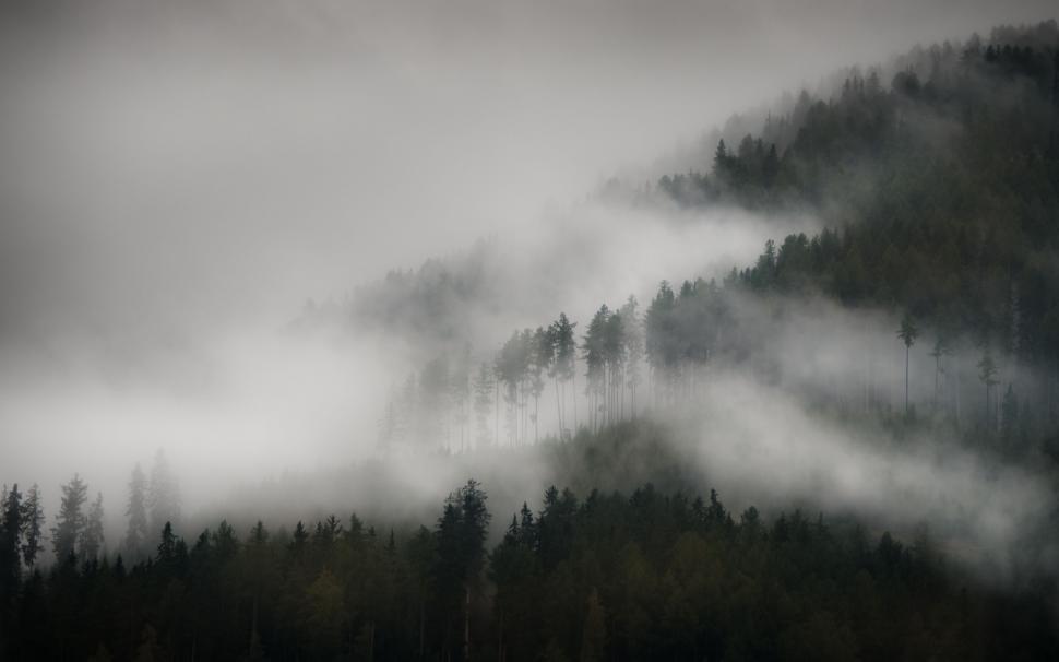 Free Image of Foggy Forest in Black and White 