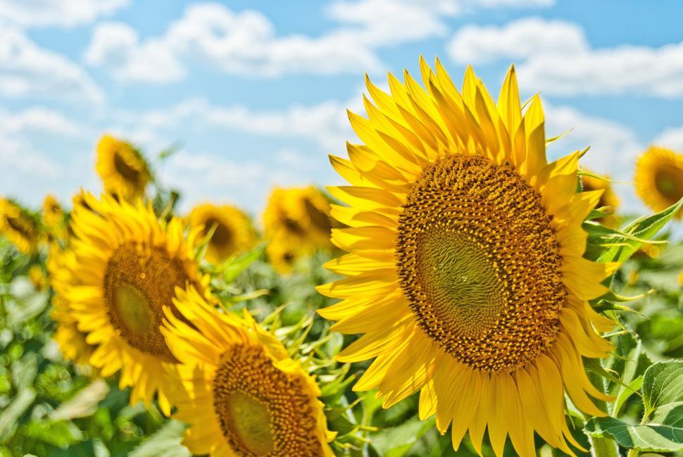 Free Image of Field of Sunflowers Under Blue Sky 