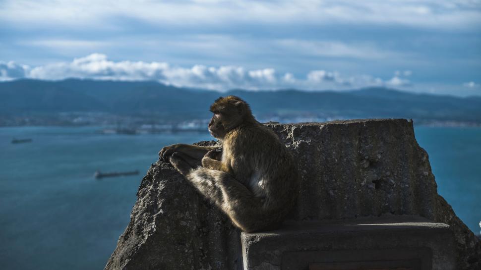 Free Image of Monkey Sitting on Top of Rock Near Water 