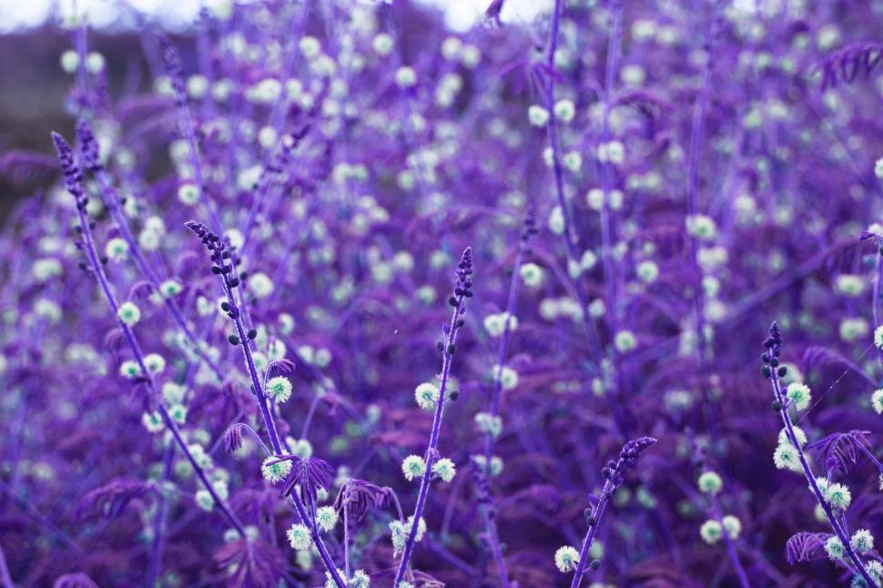 Free Image of purple lilac flower violet floral flowers plant spring flora blossom garden 