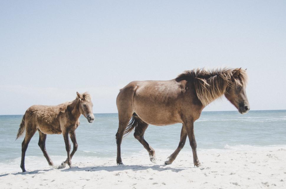 Free Image of Two Horses Walking on Sandy Beach 