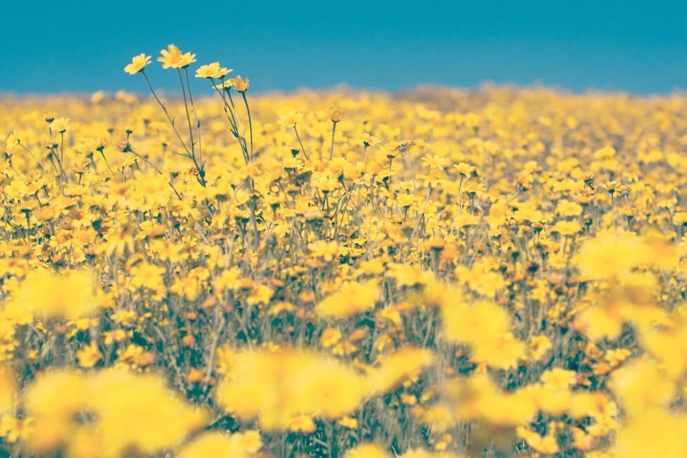 Free Image of Field of Yellow Flowers Under Blue Sky 