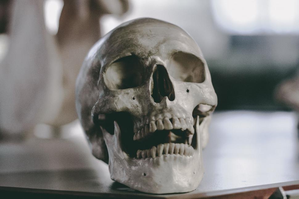 Free Image of Close Up of Human Skull on Table 