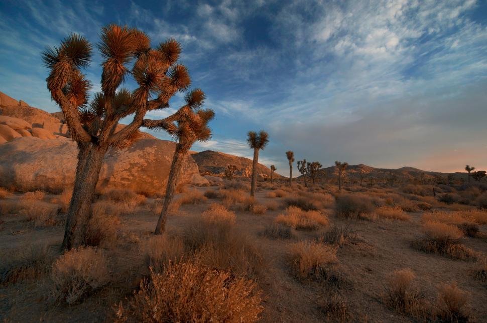 Free Image of Desert Landscape With Sparse Vegetation 