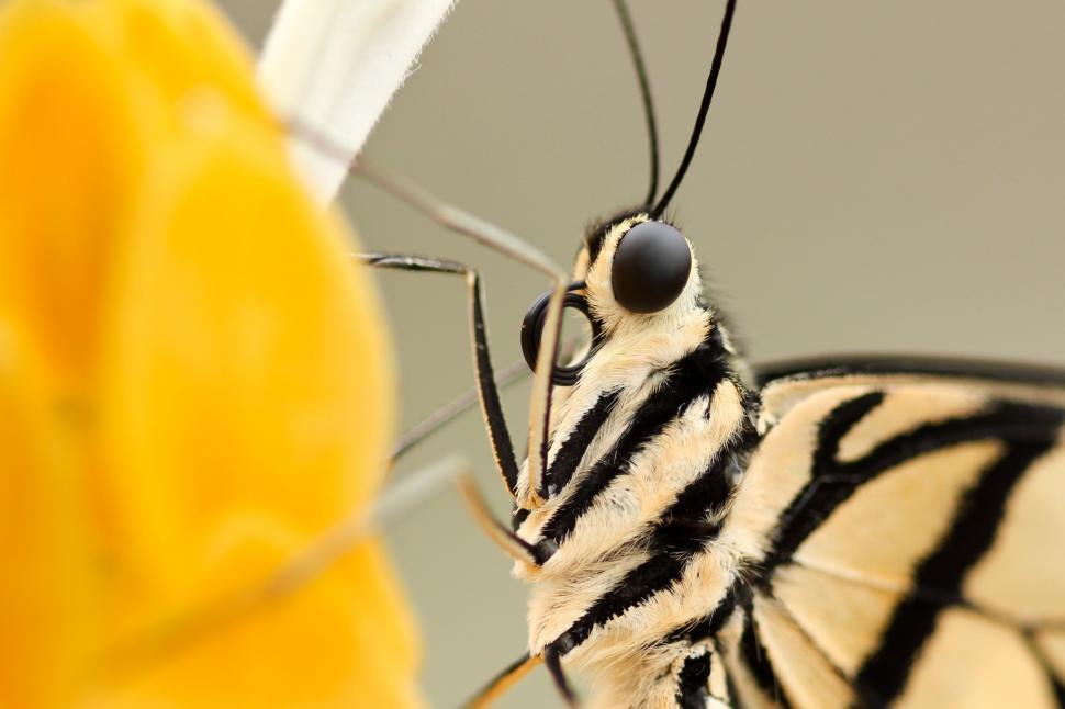 Free Image of Butterfly Perched on a Flower Petal 