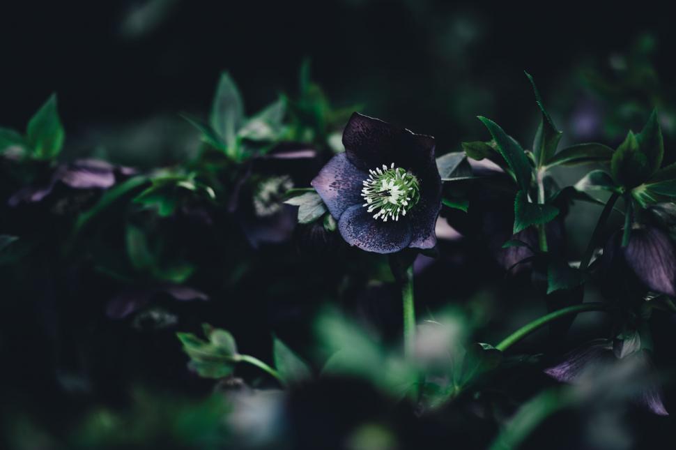 Free Image of Black Flower With Green Center Surrounded by Leaves 