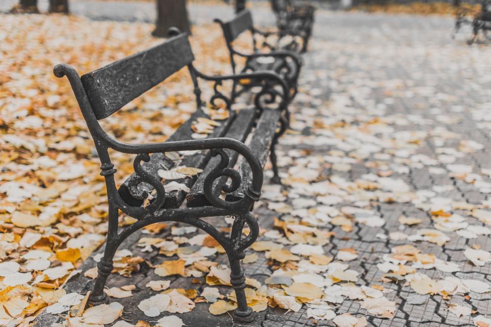 Free Image of Row of Park Benches on Leaf Covered Ground 