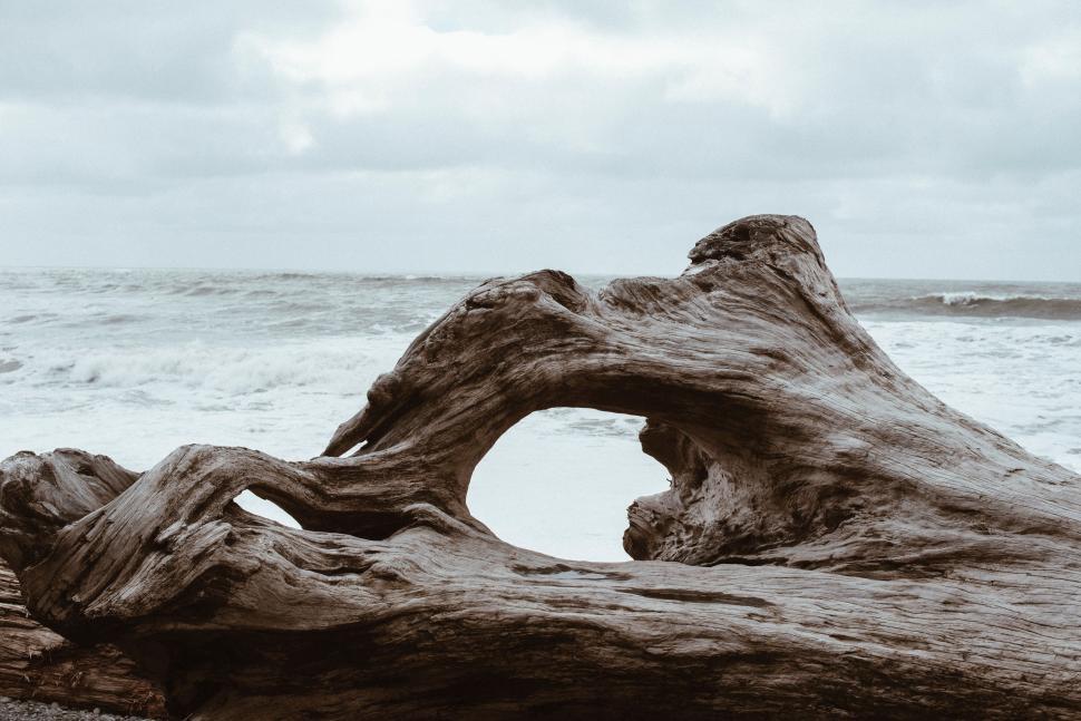 Free Image of Driftwood Resting on Beach 