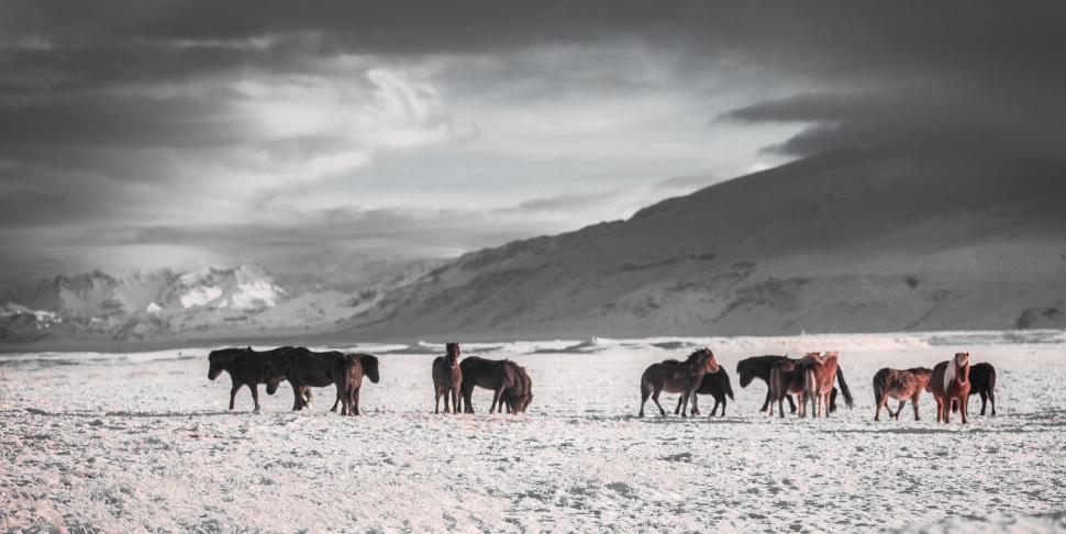 Free Image of Herd of Horses Crossing Snow Covered Field 