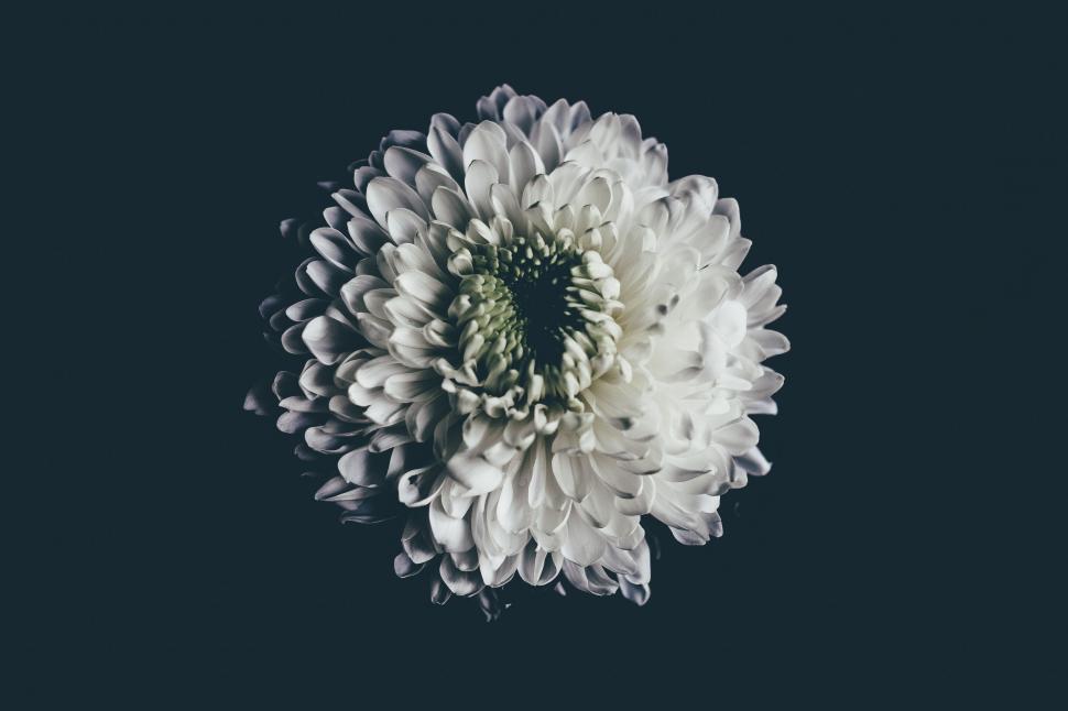 Free Image of Large White Flower on Black Background 