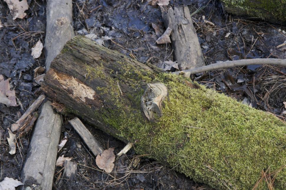 Free Image of Fallen Tree in Forest 