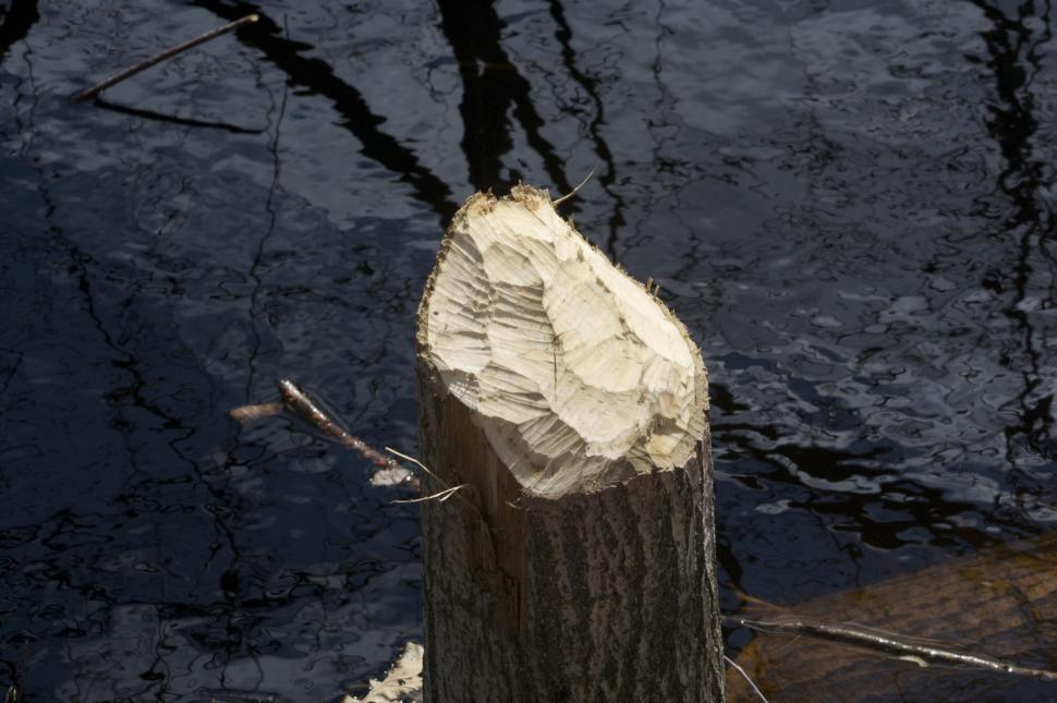 Free Image of Piece of Wood Floating in Water 