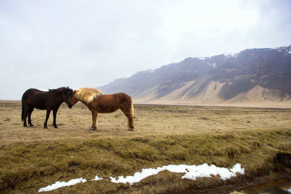 Free Image of Two Horses Standing on Dry Grass Field 