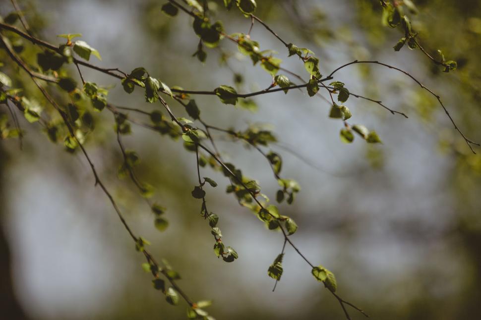 Free Image of Close Up of Tree Branch With Leaves 