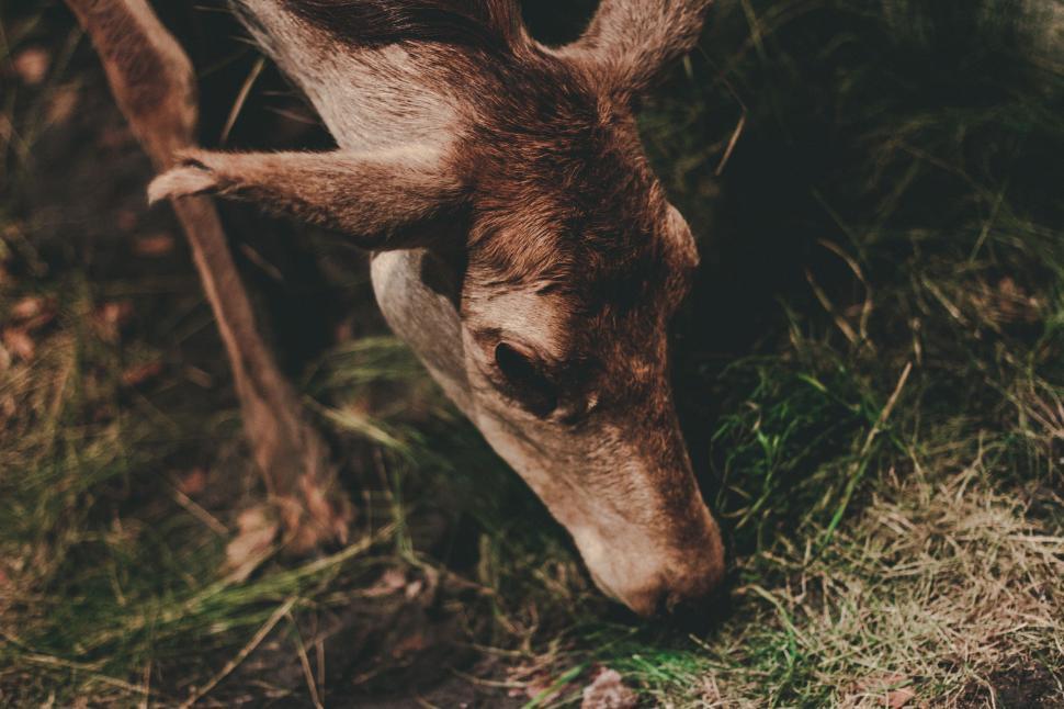 Free Image of Close Up of a Deer Eating Grass 